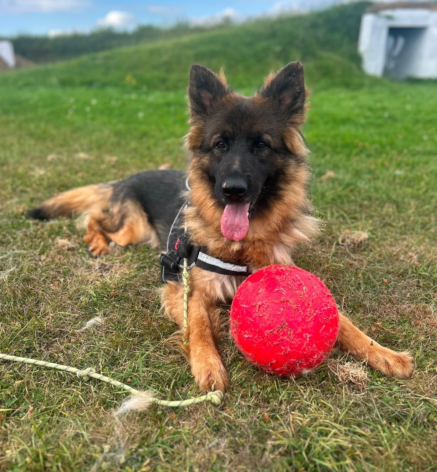 Nala Nala